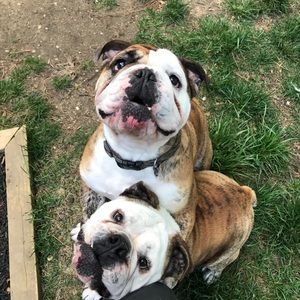 Meet your Posher, Jake